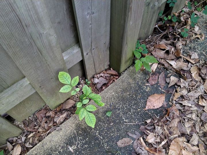 is this a poison ivy or poison sumac type plant