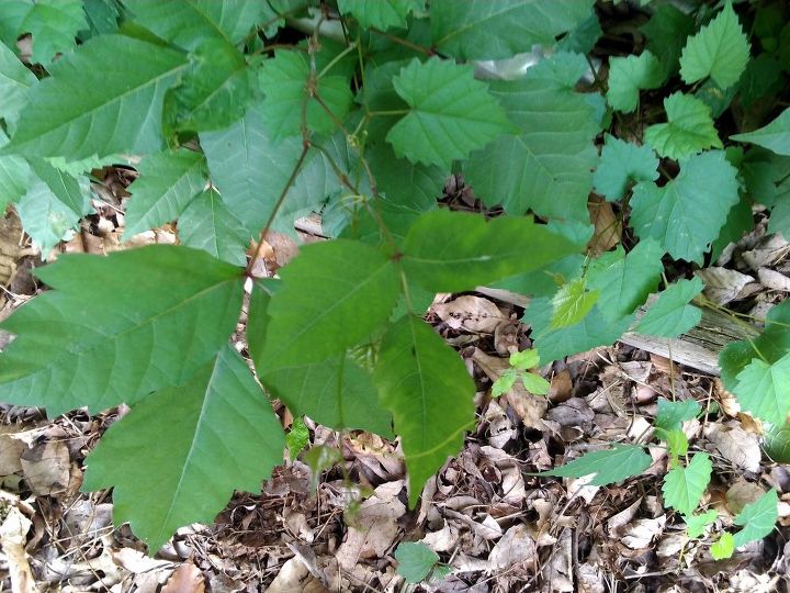 is this a poison ivy or poison sumac type plant