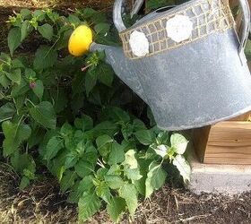 old watering cans, gardening, repurposing upcycling