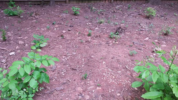 q tilling rocky compacted clay yard, gardening, landscape