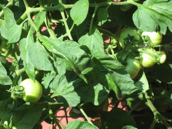 use these 5 tips and discover how to grow the best tomatoes this year, gardening