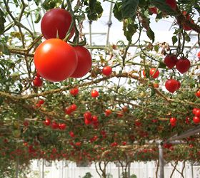Use These 5 Tips and Discover How to Grow the Best Tomatoes This Year