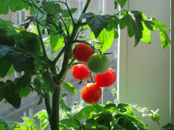 use these 5 tips and discover how to grow the best tomatoes this year, gardening