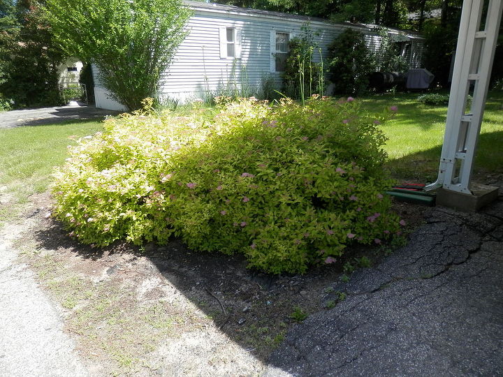 does anyone know what kind of shrubs these are, gardening