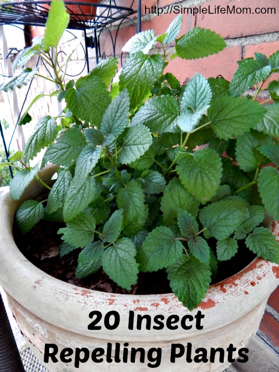20 insect repelling plants, gardening, pest control