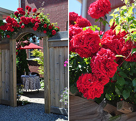 ideas for small outdoor spaces that can be used in any garden, flowers, gardening, outdoor living, Rosa Amadeus