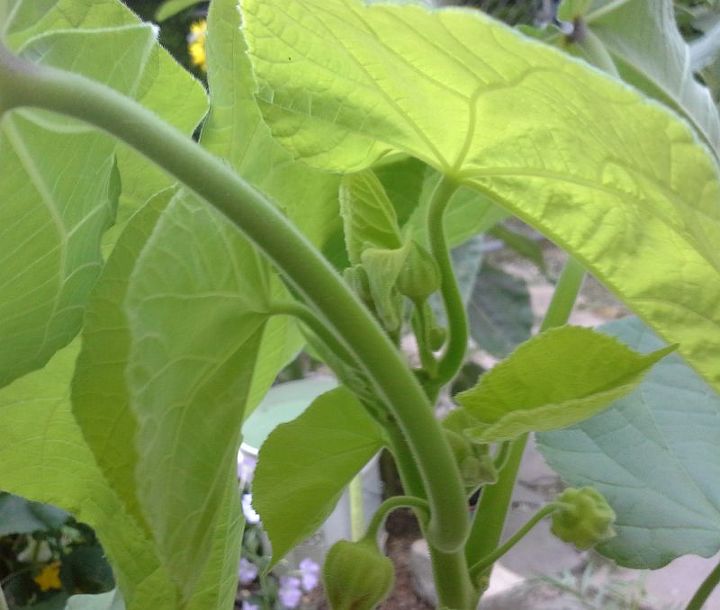 can you identify this plant, gardening, This is a picture of the flower buds just before opening