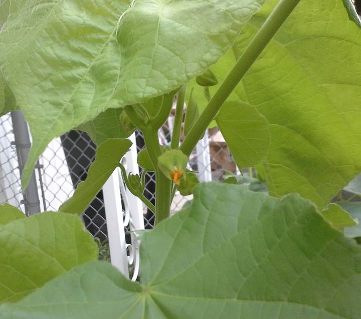 puede identificar esta planta, Esto es un capullo abri ndose Las flores son muy peque as y amarillas y s lo duran un d a antes de convertirse en otra cosa