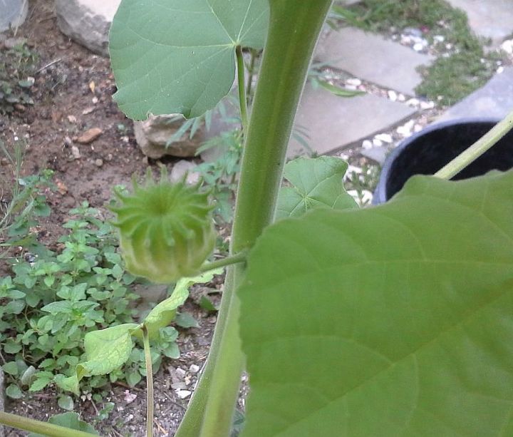 can you identify this plant, gardening, There seems to be some kind of fruit growing immediately after flower It is in the middle of the picture towards the left and looks like nothing I ve ever seen before