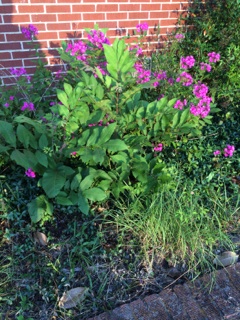 what is this, flowers, gardening, This is the whole bush no flowers