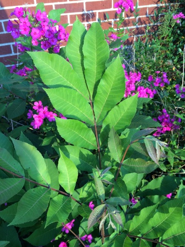 what is this, flowers, gardening, This is how the leaves grow