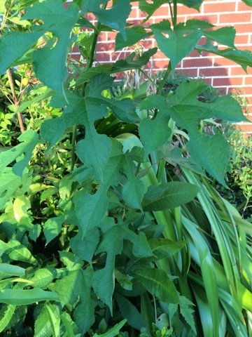 also what is this, flowers, gardening, This is a wider view