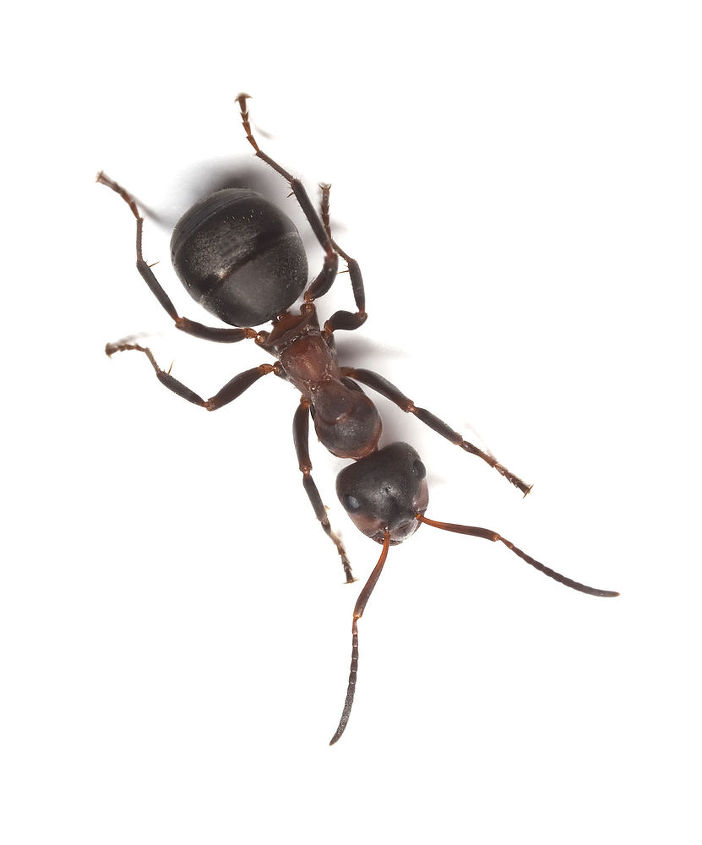 ant infestation information, pest control