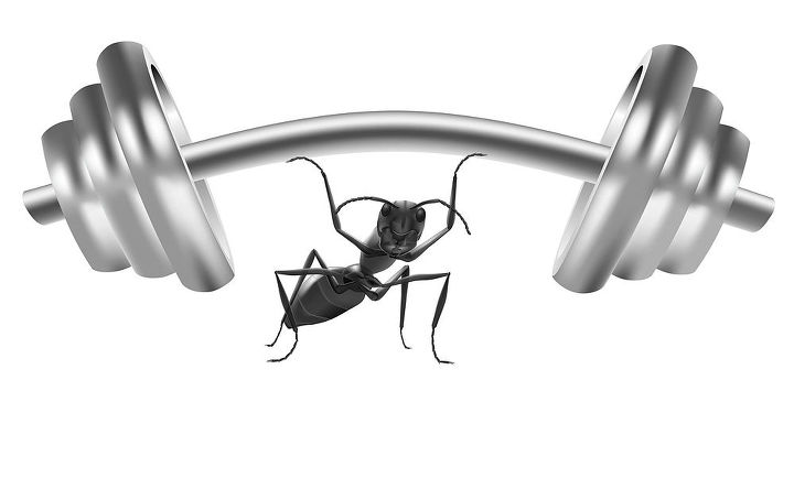 ant infestation information, pest control