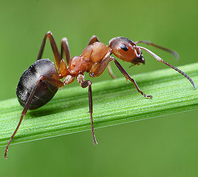 Everything You Need to Know About Ant Infestation