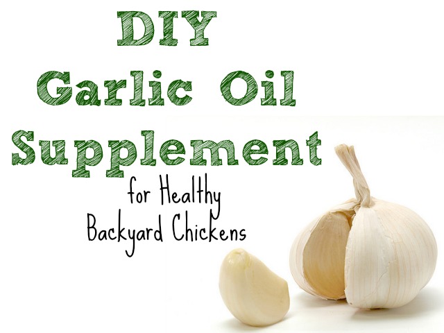 diy garlic oil supplement for healthy backyard chickens, homesteading, pets animals