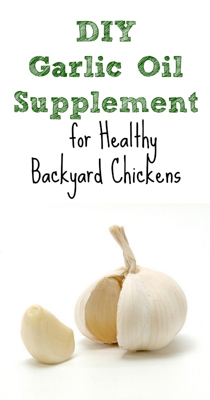 diy garlic oil supplement for healthy backyard chickens, homesteading, pets animals