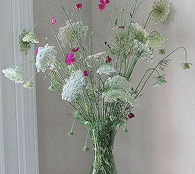 queen anne s lace and poppy mallow wildflowers, flowers, gardening, home decor, shabby chic
