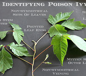 poison ivy friend or foe, gardening