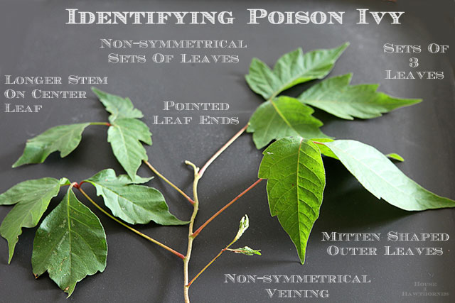 poison ivy friend or foe, gardening