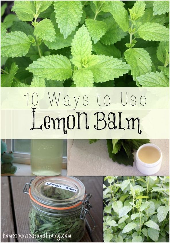 lemon balm herb uses, homesteading