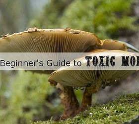 toxic mold what you need to know, cleaning tips, home maintenance repairs