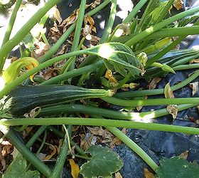 What's wrong with my zucchini? | Hometalk