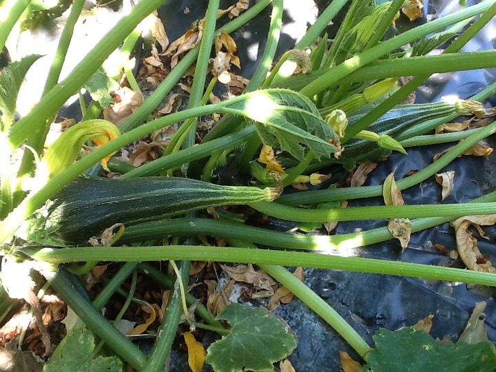 what s wrong with my zucchini, gardening, Whats wrong with my zucchini