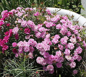 tub of pink carnations, flowers, gardening, repurposing upcycling