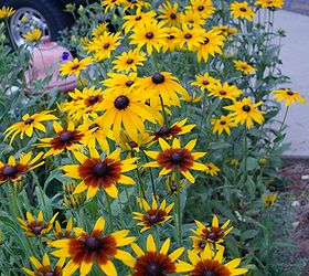 Black Eyed Susans, una belleza de fácil floración para el caluroso jardín de verano