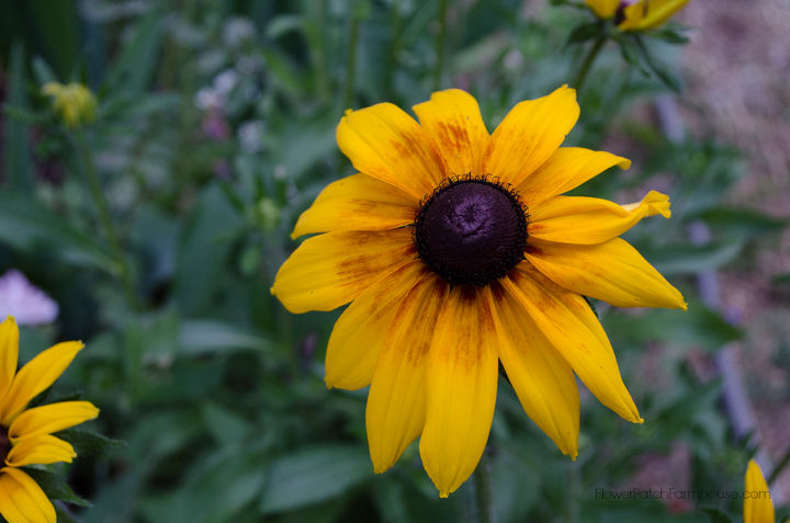 black eyed susans uma beleza de florao fcil para o jardim quente de vero