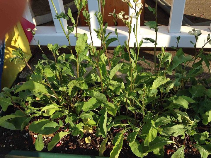 can anyone identify this plant, gardening, Could anyone tell me what plant this is