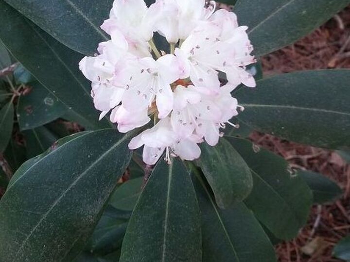 is this the mongolia i hoped it would be, flowers, gardening