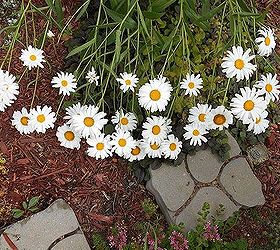 daisies are the bomb, flowers, gardening