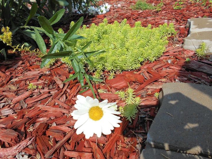 daisies are the bomb, flowers, gardening