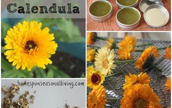 Growing & Using Calendula