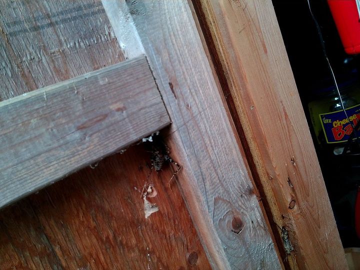 bug invasion | Hometalk Can I Bug Bomb My Crawl Space