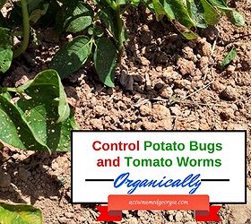 controlling potato bugs and tomato worms organically in the garden, gardening, pest control