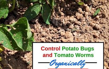 Controlling Potato Bugs and Tomato Worms Organically in the Garden
