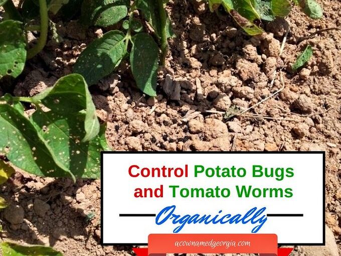 How do I keep worms from destroying my tomatoes? Hometalk