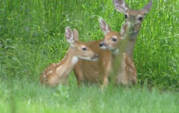 Twin Fawns