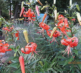 garden backyard flowers georgia, flowers, gardening, landscape, Tiger Lily