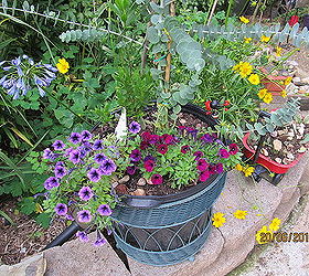 garden backyard flowers georgia, flowers, gardening, landscape, Silver Dollar Plant with million belles