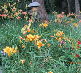 garden backyard flowers georgia, flowers, gardening, landscape, Lily garden