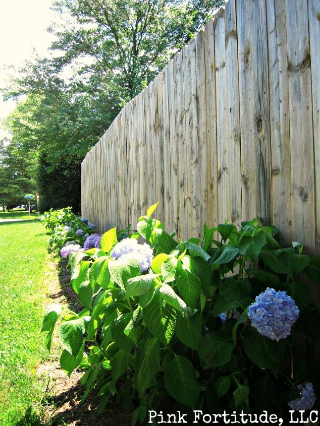 hydrangeas fenceline backyard garden, flowers, gardening, hydrangea