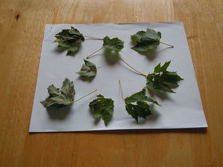 what can i do to prevent further damage on my maple tree leaves, gardening, These are some of the leaves I picked off of the maple tree for any solutions