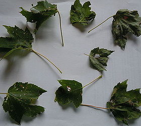 what can i do to prevent further damage on my maple tree leaves, gardening