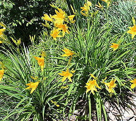 daylilies garden cottage flower, flowers, gardening