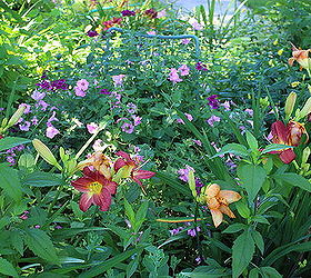 daylilies garden cottage flower, flowers, gardening