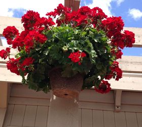 geraniums wintered hanging plants restore, container gardening, flowers, gardening, Geraniums
